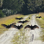 Turkey Vulture