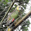 Blue-Fronted Parrot