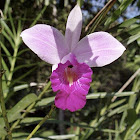 Bamboo Orchid Bambus Orchidee(German)