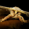 Silk Moth