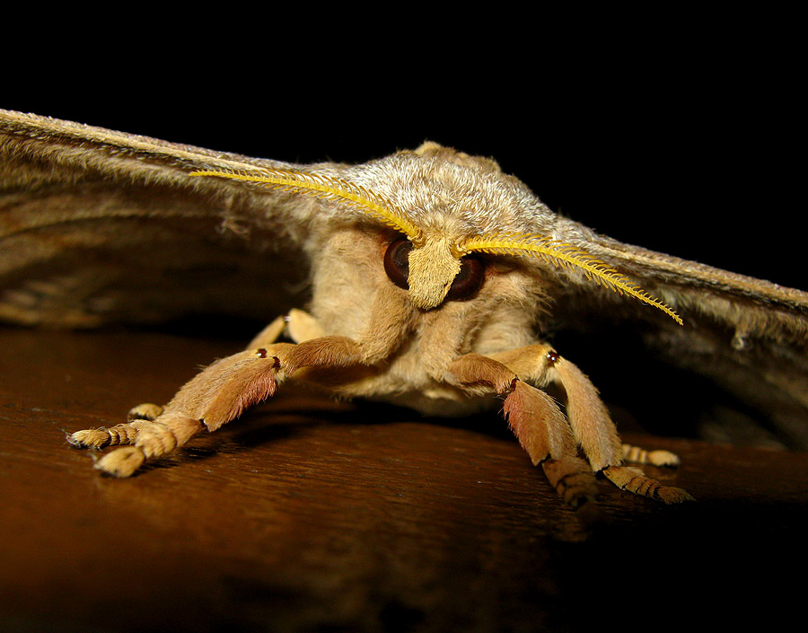 Silk Moth