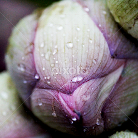 by Deep Chanda - Flowers Single Flower