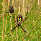 Banded Argiope with banded argiope victim