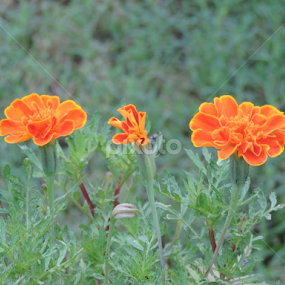 Tagetes by Dhritiman Chakraborty - Flowers Flower Gardens