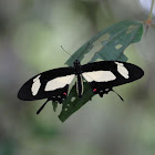 Torquatus Swallowtail