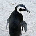 Blackfooted African Penguin