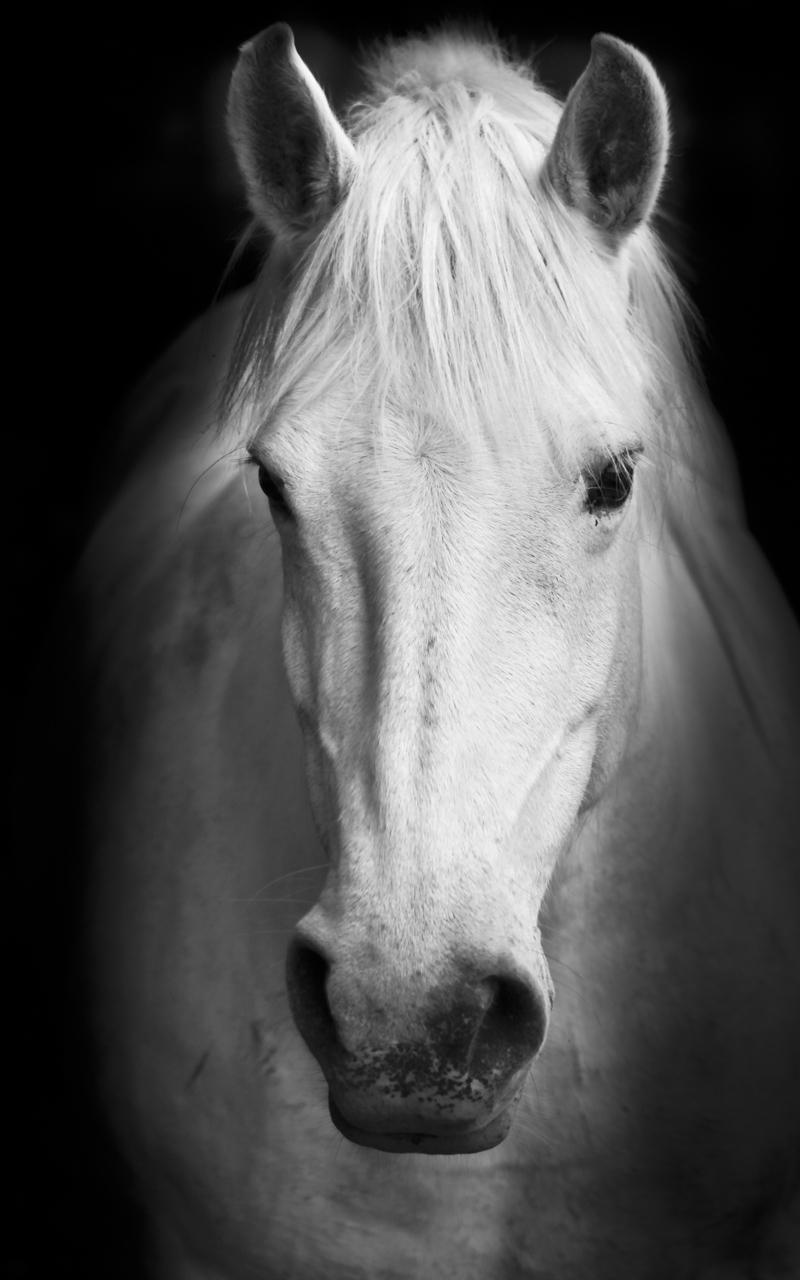 Horses Live Wallpaper Screen 2
