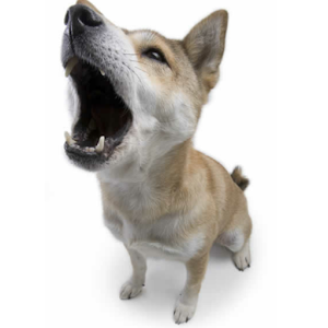 Susto do Cãozinho logo