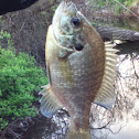 Bluegill