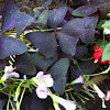  Purple Oxalis