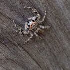Tan jumping spider