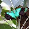 Blue Swallowtail