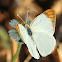 Bushveld Orange Tip butterfly