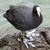 Eurasian Coot