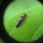 Click Beetle