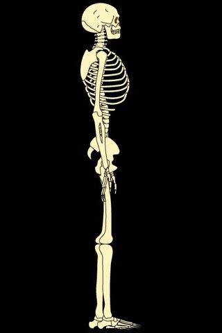 Skeleton Live Wallpaper