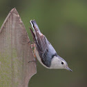 white-breasted nuthatch