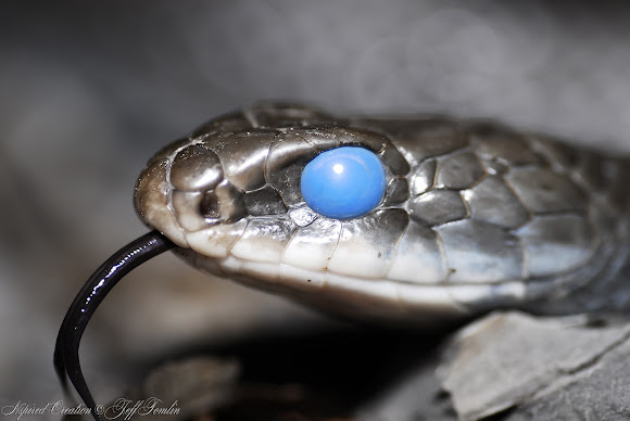 black racer project noah