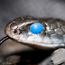 Black racer snake skin shed 