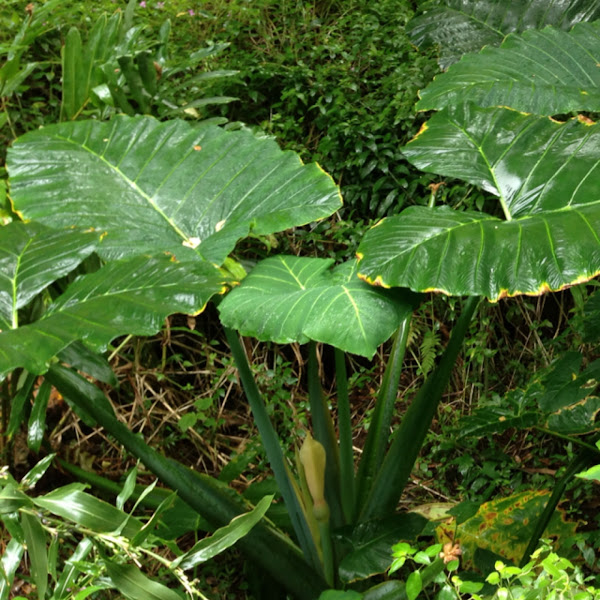 'Ape, Giant Taro, Elephant Ear Taro Project Noah