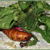 Oleander Hawk Moth (Pupa)