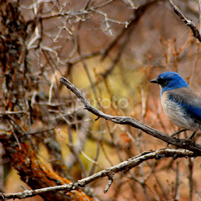 Blue Jay by Candy (Ellison) Downs - Animals Birds