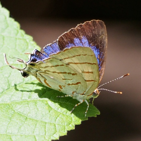 Azure Hairstreak