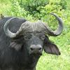 cape buffalo (old bull)