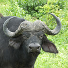 cape buffalo (old bull)