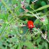 Air Potato Leaf Beetle
