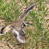 Killdeer