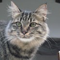 猫画スライド logo