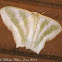 Geometrid Moth