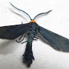 Grapeleaf Skeletonizer Moth