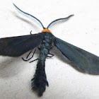 Grapeleaf Skeletonizer Moth