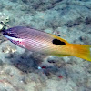 Hawaiian Hogfish