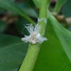 Flatid Planthopper nymph