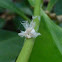 Flatid Planthopper nymph