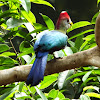Red- crested Turaco