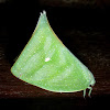 Maliau Planthopper