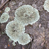 Foliose Rock Lichen