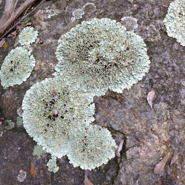 Foliose Rock Lichen | Project Noah