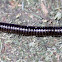 Millipede