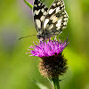 Marbled white