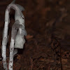 Ghost Plant, Indian Pipe, or Corpse Plant