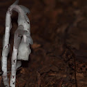 Ghost Plant, Indian Pipe, or Corpse Plant