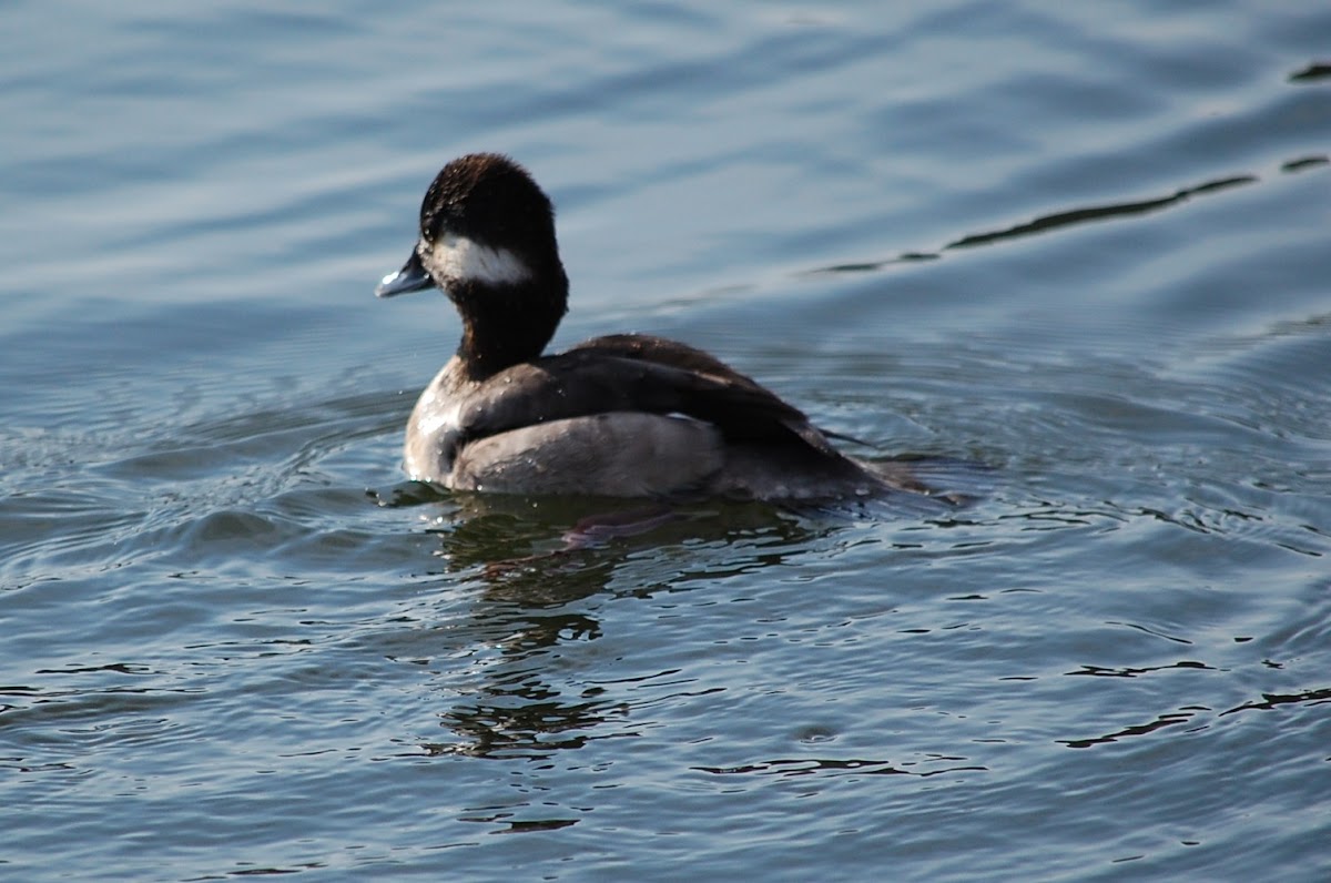 Bufflehead (female)