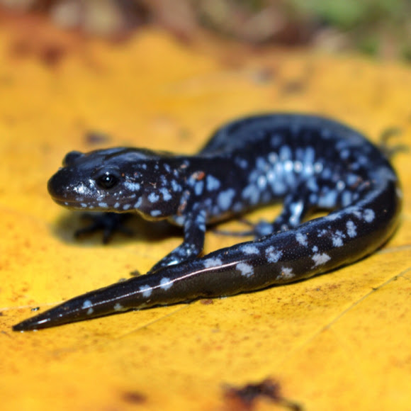 Bluespotted Salamander Project Noah