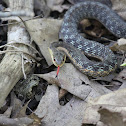 Garter Snake