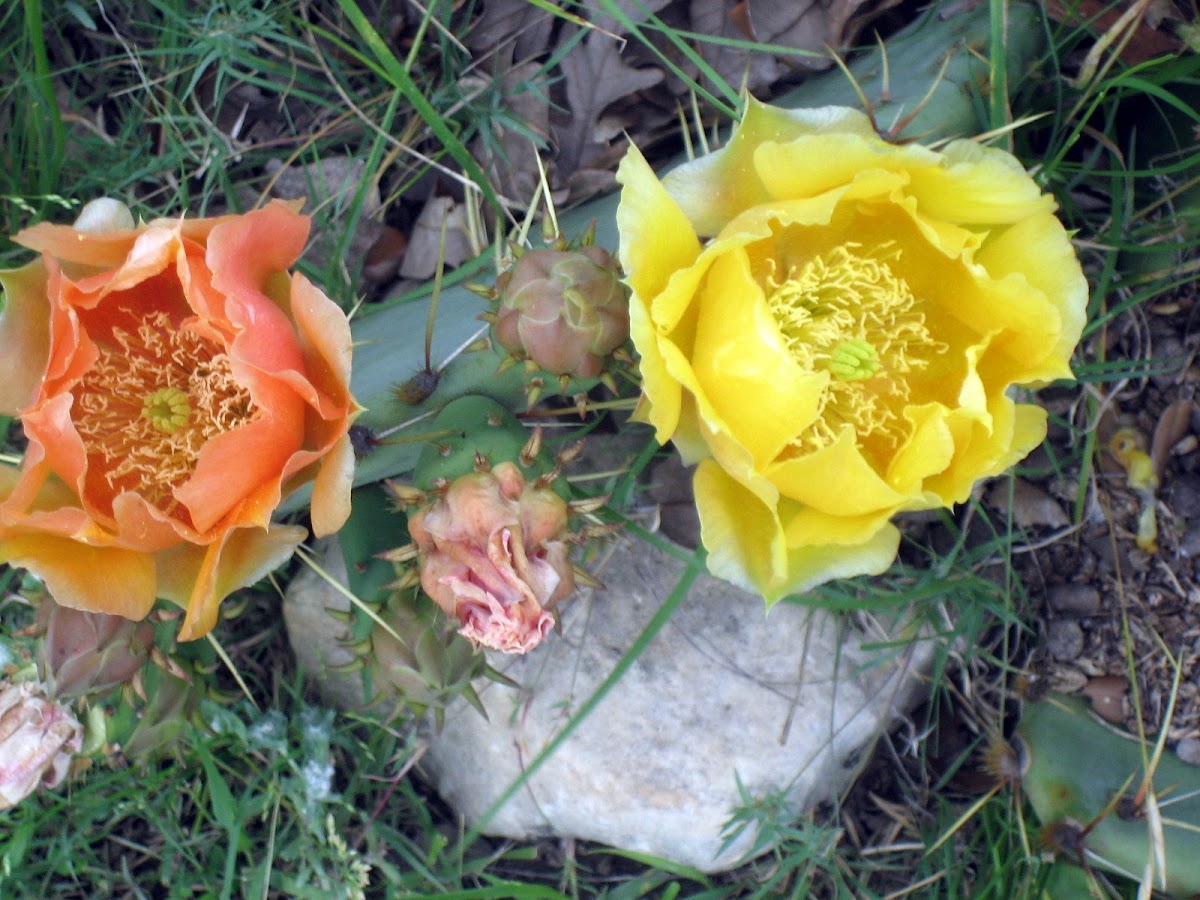 Prickly Pear Cactus